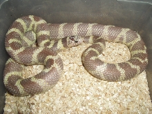 ghostly female cal