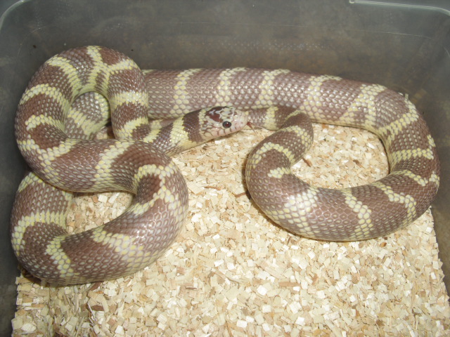 ghostly female cal
