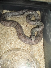 ghost cali king male 2