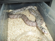 ghost cali king male
