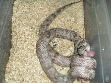 light phase ghost cal king eating