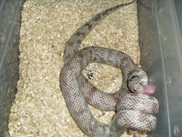 light phase ghost cal king eating