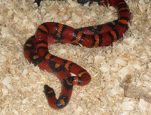 apricot het albino to spotted female
