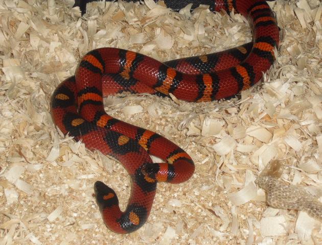 apricot het albino to spotted female