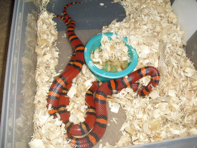 het albino annulata to normal