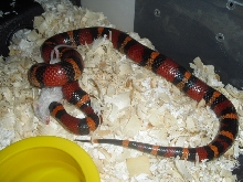 het albino annulata male 2