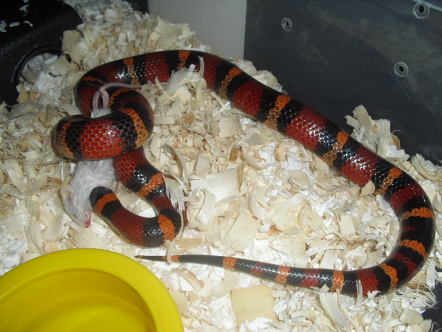 het albino annulata male 2