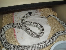 high white cal female het albino