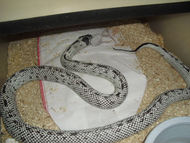 high white cal female het albino