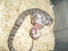 ghost cali king male
