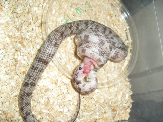 ghost cali king male