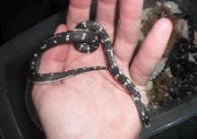 mosaic clutch 3