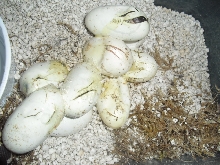 mosaic cal clutch hatching