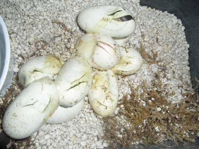 mosaic cal clutch hatching