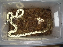 Reverse Striped Cali King with eggs