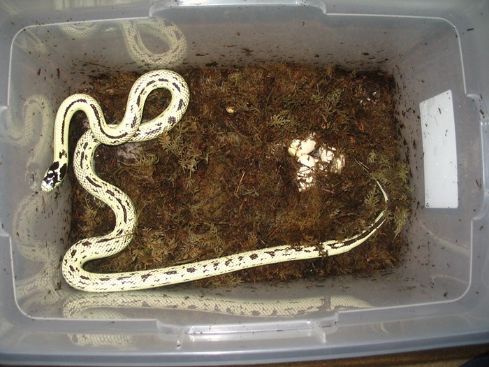 Reverse Striped Cali King with eggs