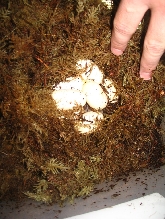 Reverse Striped Cali King eggs