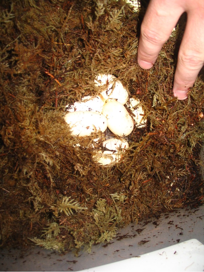 Reverse Striped Cali King eggs
