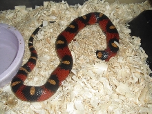 spotted female annulata
