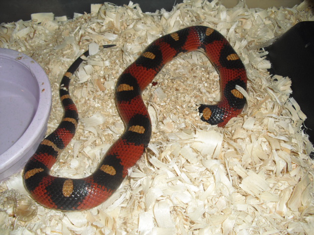 spotted female annulata