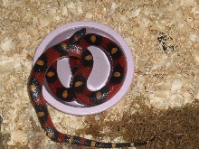 spotted annulata after laying eggs