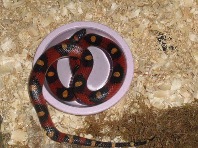 spotted annulata after laying eggs