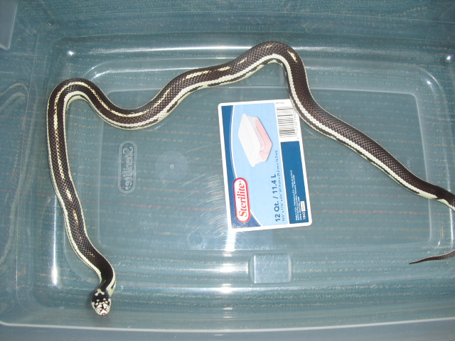 vanishing stripe cali king