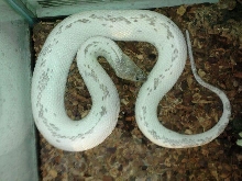 White Water snake