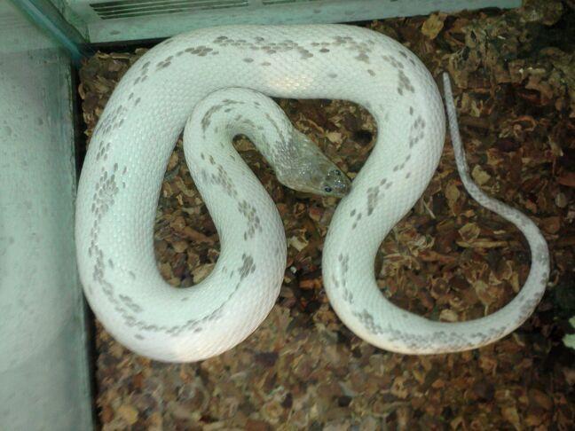 White Water snake