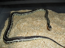 widestripe cali king