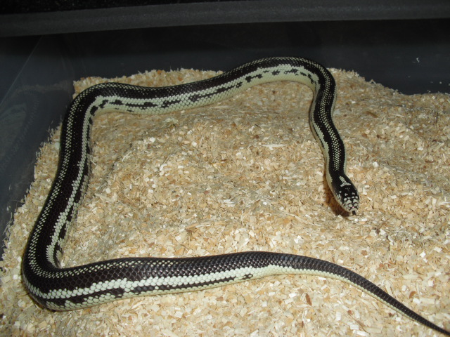 widestripe cali king