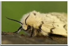 Lymantria monacha