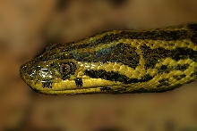 Anaconda / Eunectes notaeus