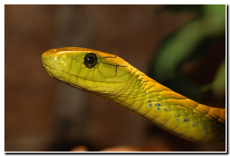 Green mamba / Dendroaspis viridis