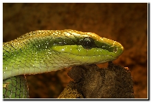 Unidentified snake