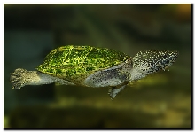 Staurotypus triporcatus / Mexican giant musk turtle