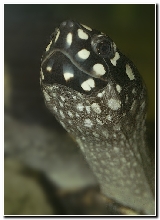 Geoclemys hamiltoni / Spotted pond turtle