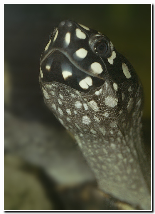 Geoclemys hamiltoni / Spotted pond turtle