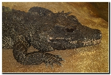 Osteolamus tetraspis / African dwarf crocodile