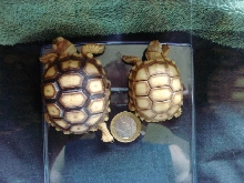 sulcata