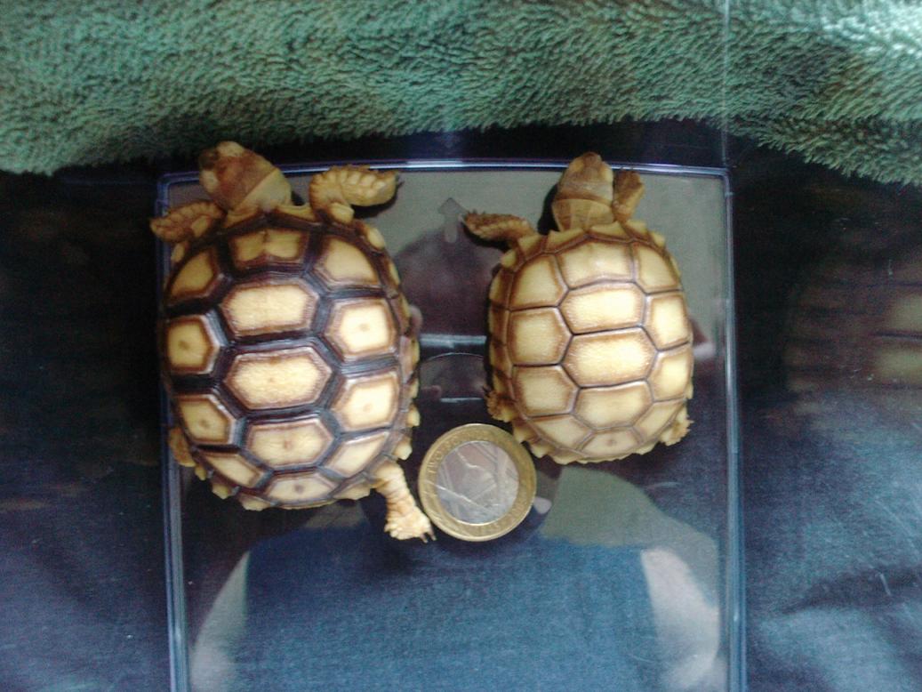 sulcata