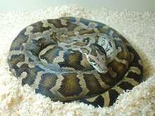 freshly shed