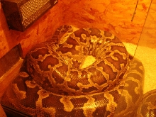 Dam of my female indian python "Amy"