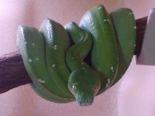 female Aru