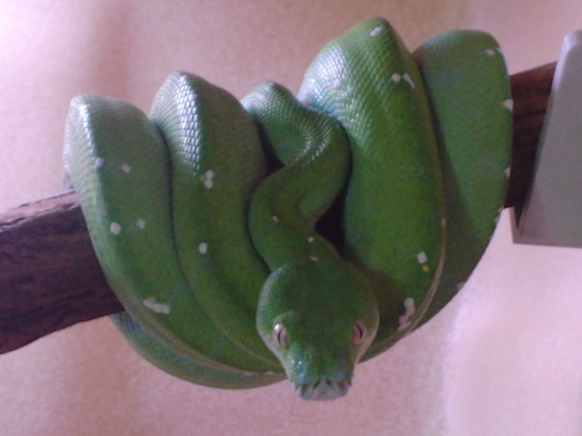 female Aru