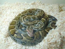 Sid freshly shed