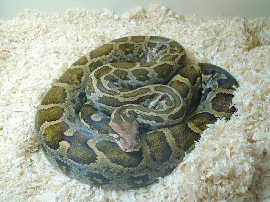 Sid freshly shed