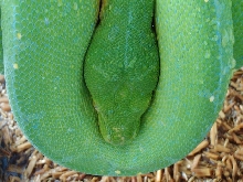 close-up new female