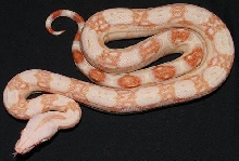 '07'   Kahl Albino male
