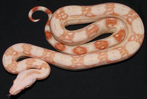 '07'   Kahl Albino male
